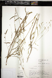 Aeschynomene paniculata image