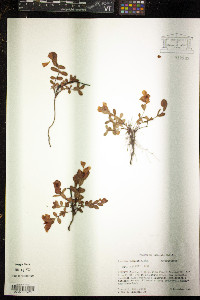 Ascyrum pumilum image