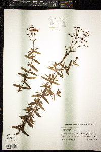 Hypericum cistifolium image