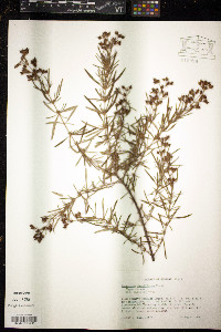 Hypericum densiflorum image