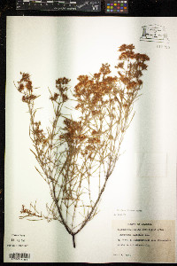 Hypericum densiflorum image