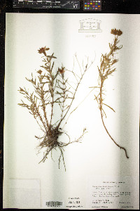 Hypericum densiflorum image