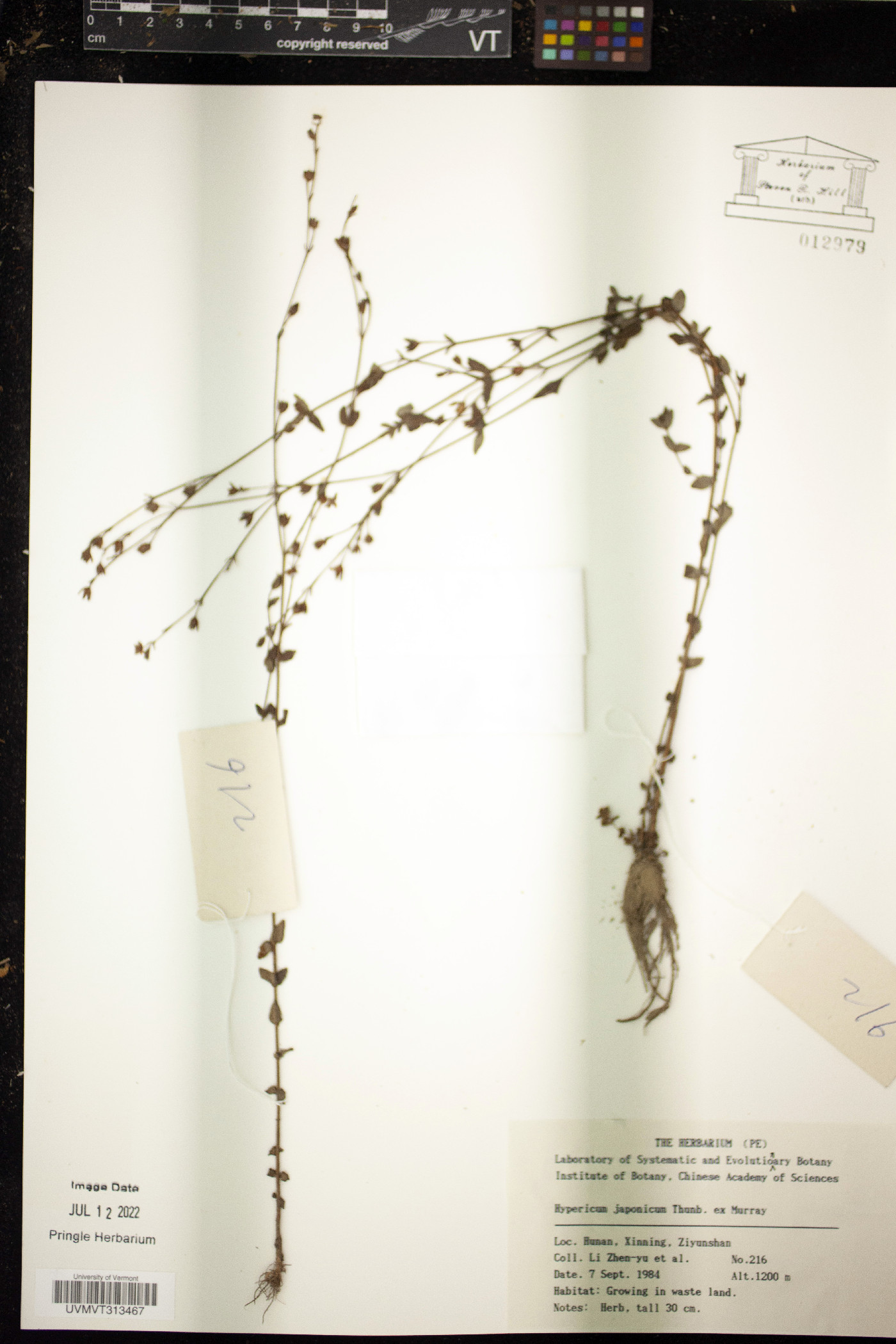 Hypericum japonicum image