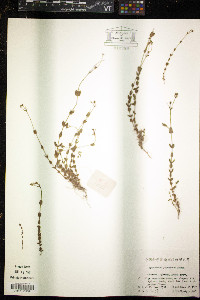 Hypericum japonicum image