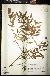 Hypericum prolificum image