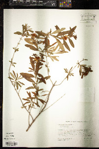 Hypericum prolificum image