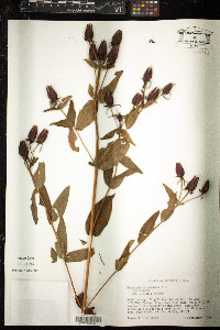 Hypericum ascyron subsp. pyramidatum image