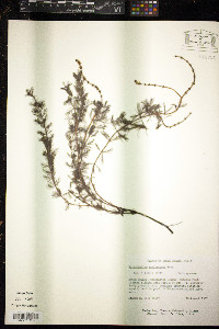 Myriophyllum sibiricum image