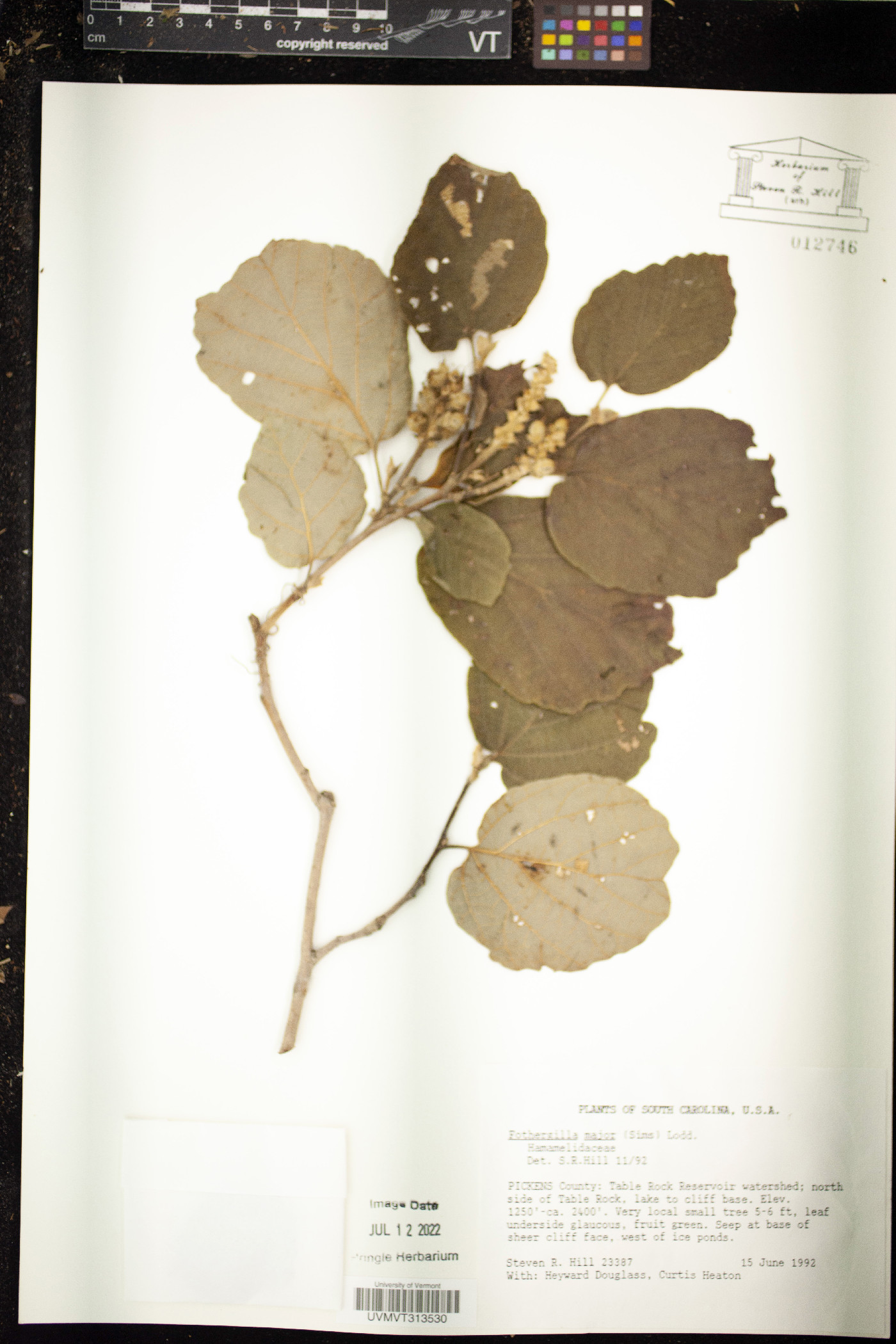 Fothergilla major image