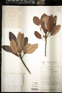 Image of Rhodoleia championii