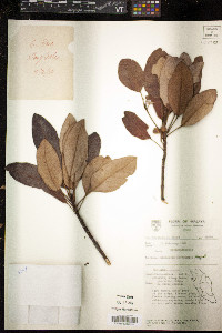 Rhodoleia championii image