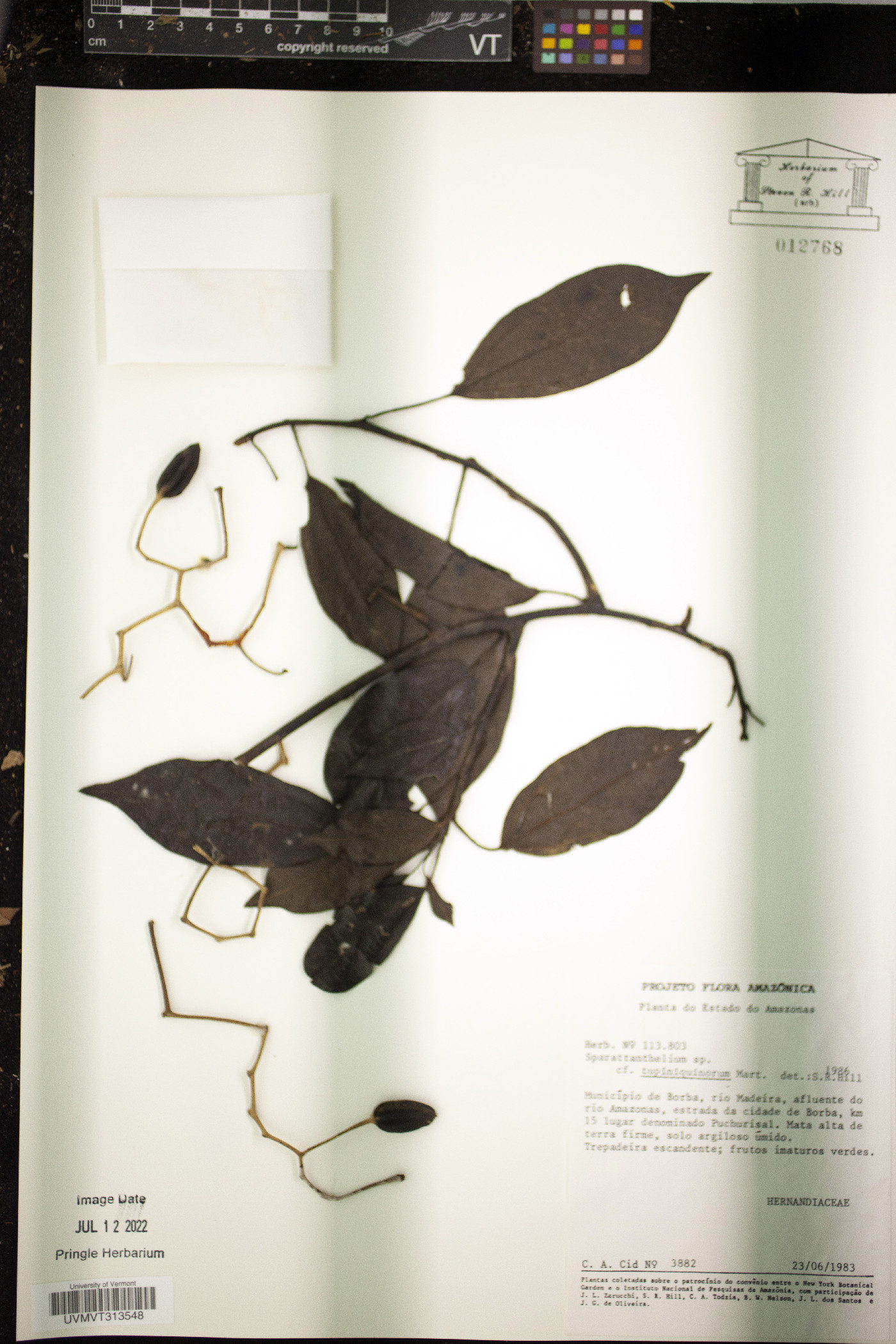 Sparattanthelium tupiniquinorum image