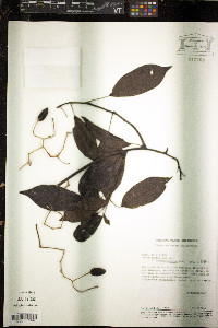 Image of Sparattanthelium tupiniquinorum