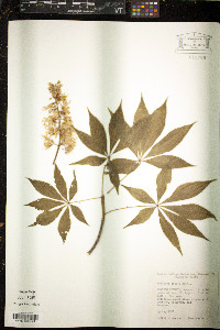 Aesculus arguta image