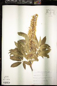 Aesculus californica image