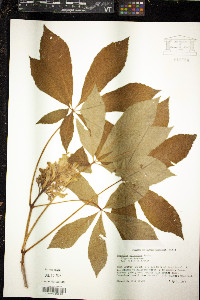 Aesculus sylvatica image