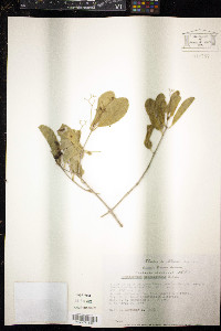 Hippocratea acapulcensis image