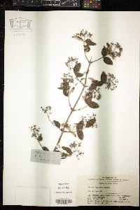 Deutzia longifolia image