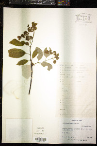 Image of Hydrangea umbellata