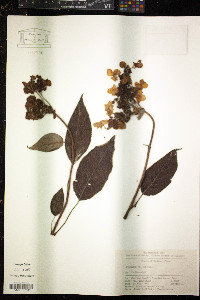 Image of Hydrangea villosa