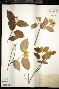 Philadelphus cymosus image