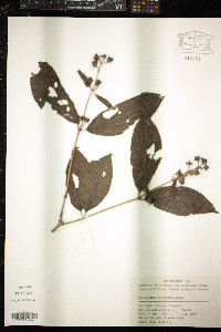 Philadelphus sericanthus image