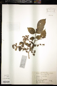 Philadelphus sericanthus image