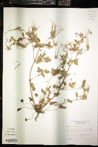 Erodium texanum image