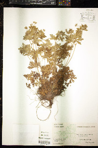 Geranium bicknellii image