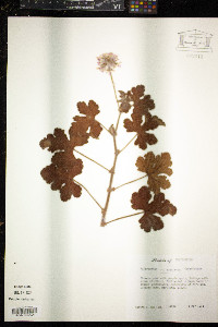 Pelargonium capitatum image