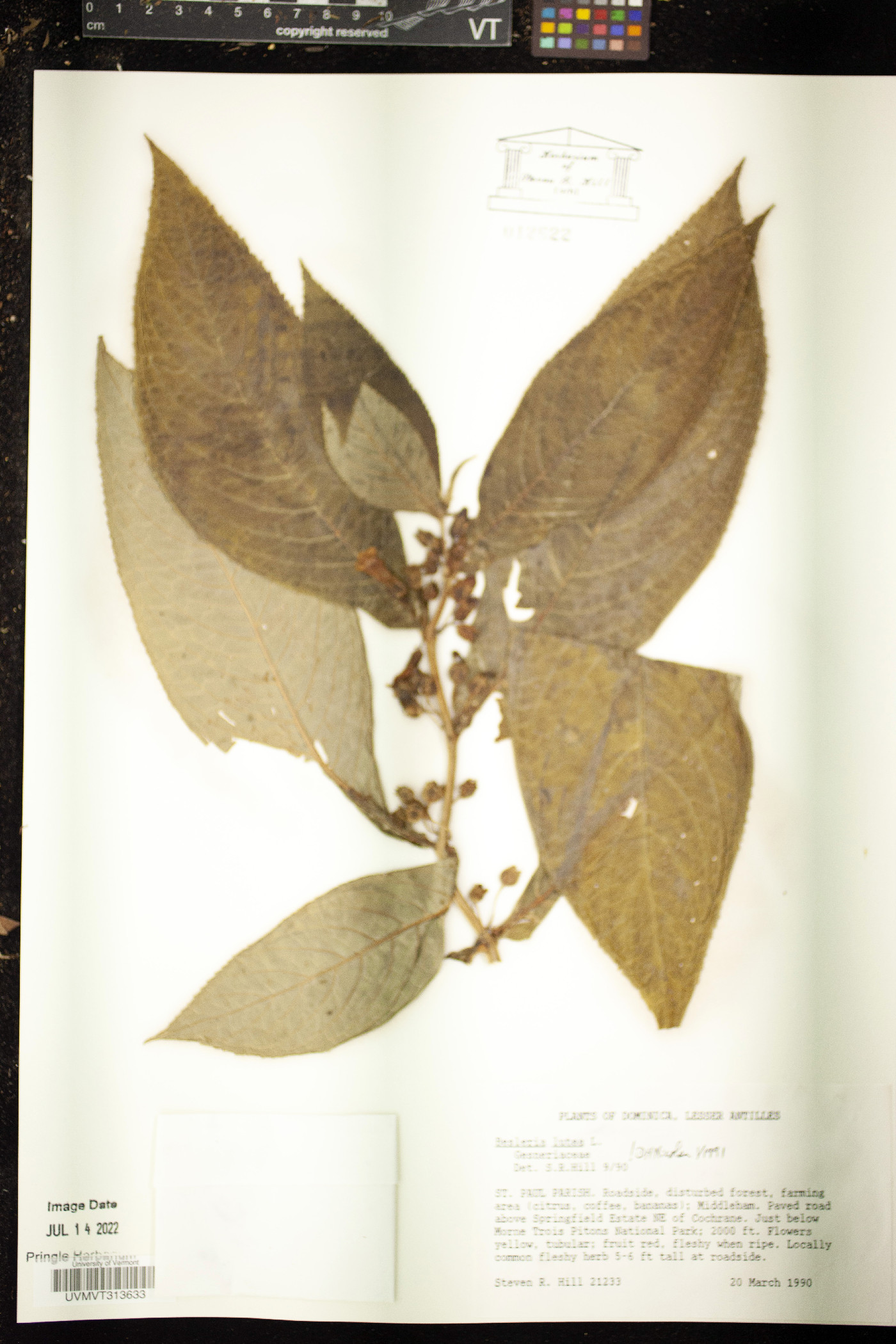 Besleria lutea image