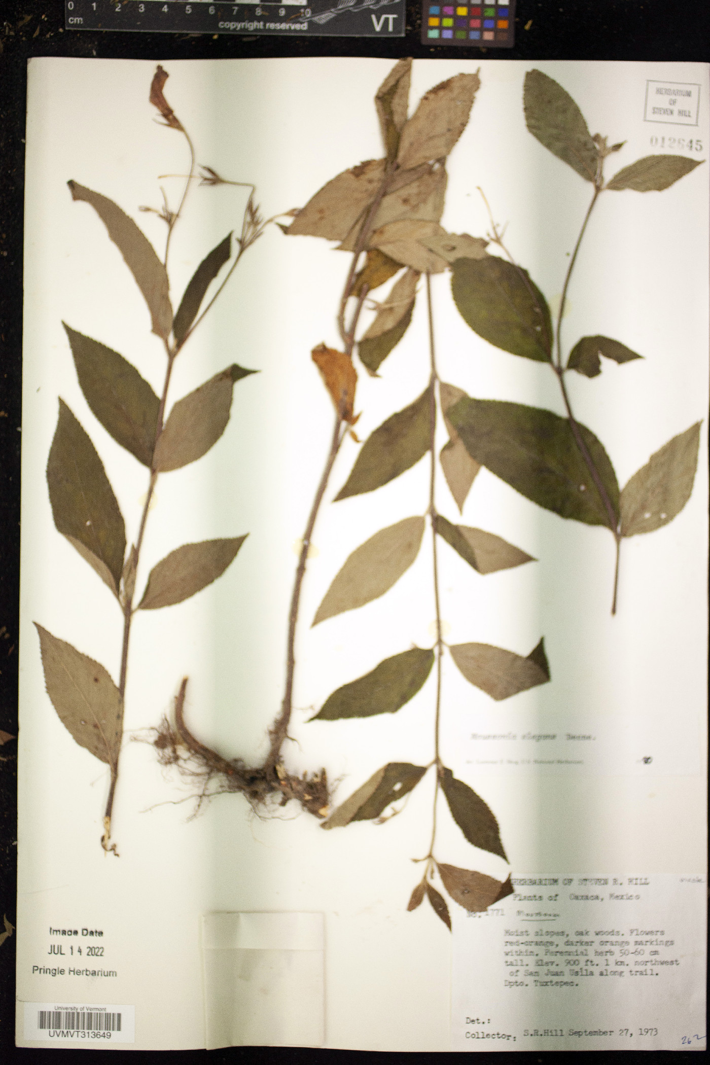 Moussonia elegans image