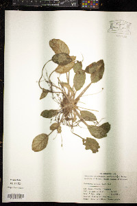 Image of Oreocharis auricula