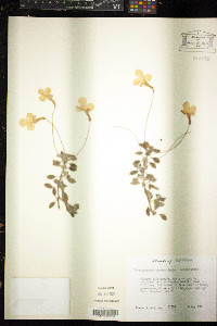 Streptocarpus saxorum image