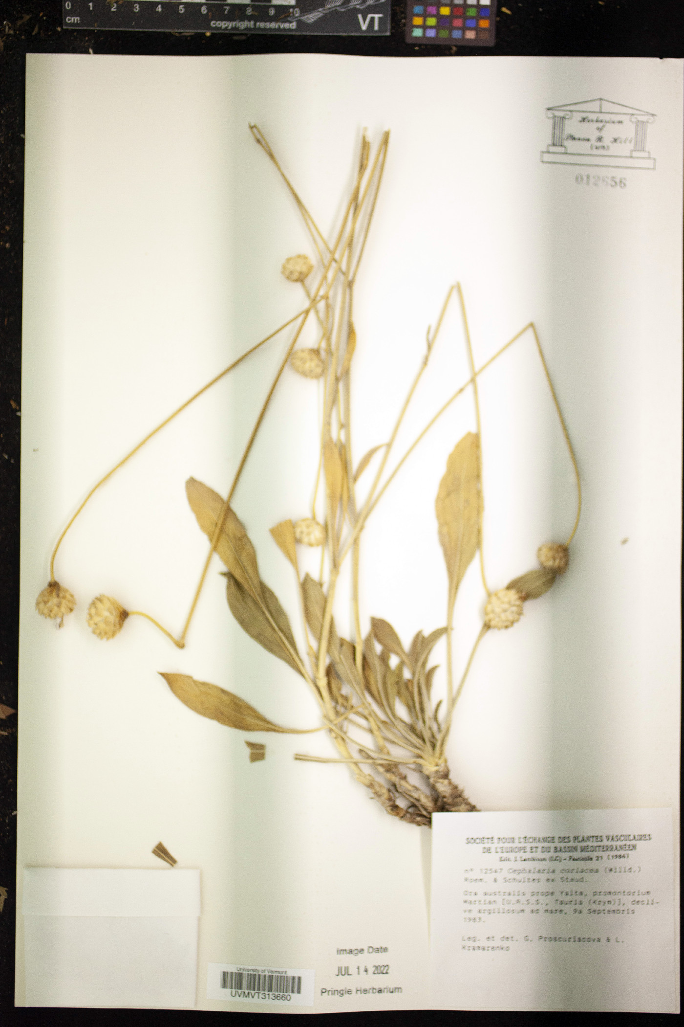 Cephalaria coriacea image