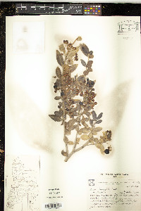 Azara lanceolata image
