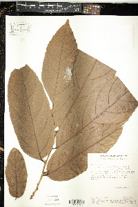 Casearia javitensis image