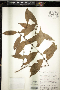 Casearia silvestris image