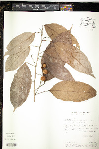 Lindackeria paludosa image