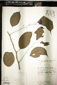 Lunania mexicana image