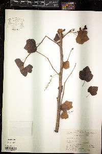 Image of Ribes kialanum