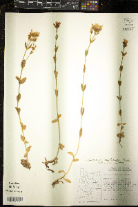 Centaurium umbellatum image