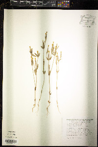 Image of Centaurium maritimum