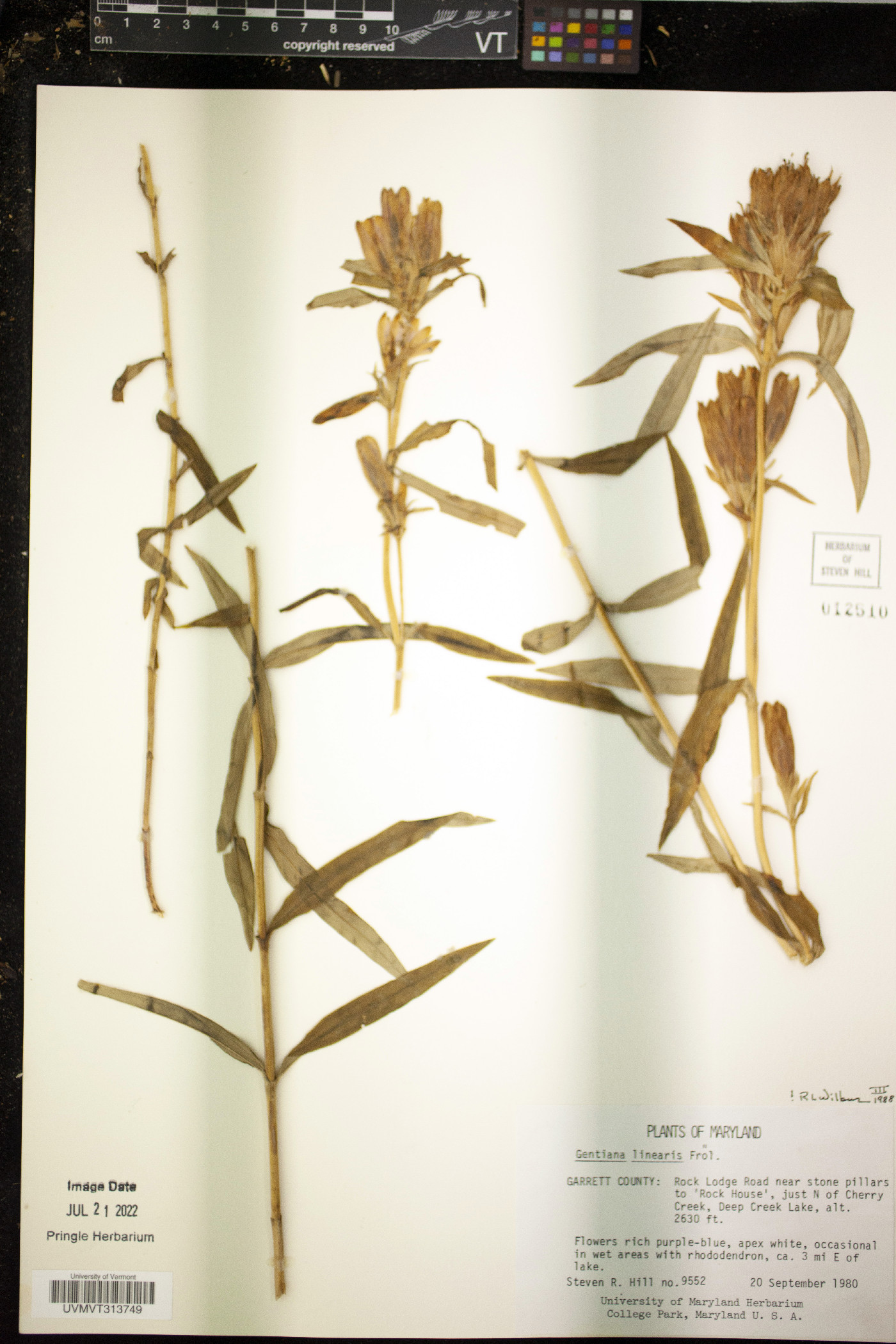 Gentiana linearis image