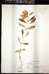 Gentiana villosa image