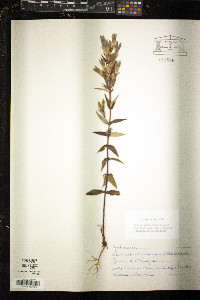 Gentianella germanica image