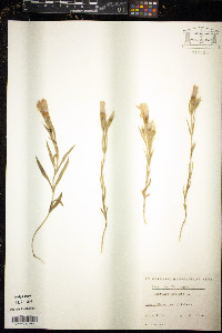 Gentianopsis ciliata image