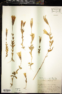 Gentianopsis crinita image