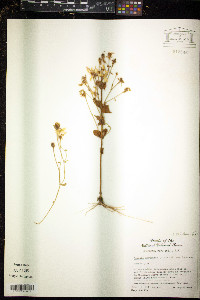 Sabatia angularis image