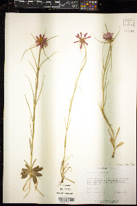 Sabatia gentianoides image